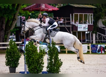 KWPN, Mare, 11 years, 17 hh, Grey