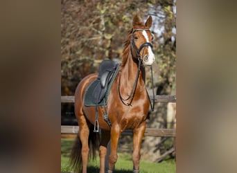 KWPN, Mare, 12 years, 15,2 hh, Chestnut-Red