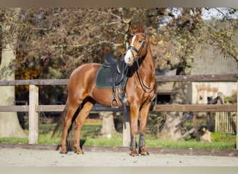 KWPN, Mare, 12 years, 15,2 hh, Chestnut-Red