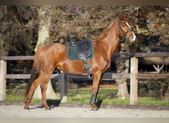 KWPN, Mare, 12 years, 15,2 hh, Chestnut-Red