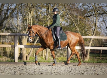 KWPN, Mare, 12 years, 15,2 hh, Chestnut-Red