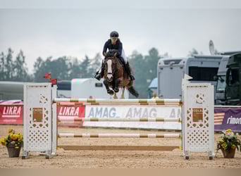 KWPN, Mare, 12 years, 15,2 hh, Bay