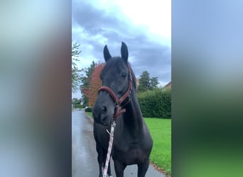 KWPN, Mare, 12 years, 16,1 hh, Black