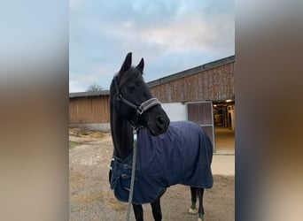 KWPN, Mare, 12 years, 16,1 hh, Black