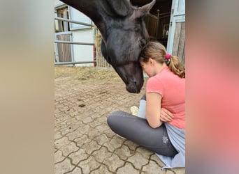 KWPN, Mare, 12 years, 16,1 hh, Black