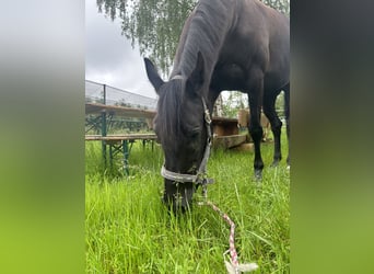 KWPN, Mare, 12 years, 16,1 hh, Black