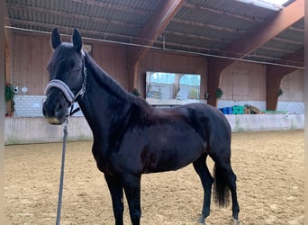 KWPN, Mare, 12 years, 16,1 hh, Black