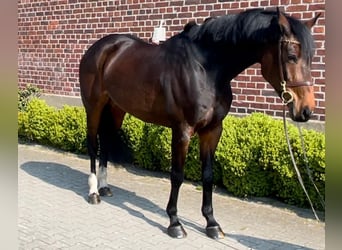 KWPN, Mare, 12 years, 16,1 hh, Brown