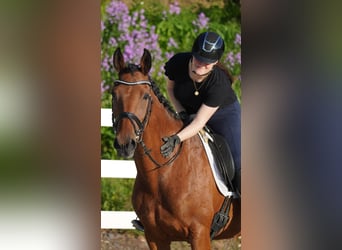 KWPN, Mare, 12 years, 16.1 hh, Brown