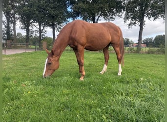 KWPN, Mare, 12 years, 16.1 hh, Chestnut-Red