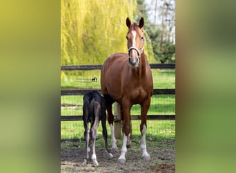 KWPN, Mare, 12 years, 16.1 hh, Chestnut-Red