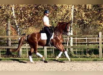 KWPN, Mare, 12 years, 16.1 hh, Chestnut-Red