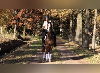 KWPN, Mare, 12 years, 16.1 hh, Chestnut-Red