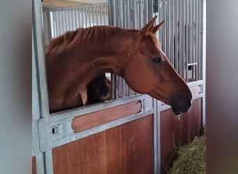 KWPN, Mare, 12 years, 16.1 hh, Chestnut-Red