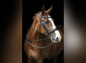 KWPN, Mare, 12 years, 16.1 hh, Chestnut-Red