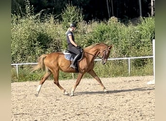 KWPN, Mare, 12 years, 16.1 hh, Chestnut-Red