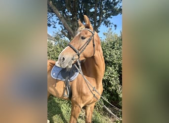 KWPN, Mare, 12 years, 16.1 hh, Chestnut-Red