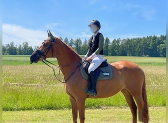 KWPN, Mare, 12 years, 16,1 hh, Chestnut-Red