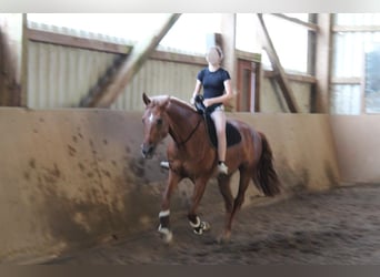 KWPN, Mare, 12 years, 16,1 hh, Chestnut-Red