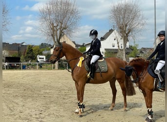 KWPN, Mare, 12 years, 16,1 hh, Chestnut-Red