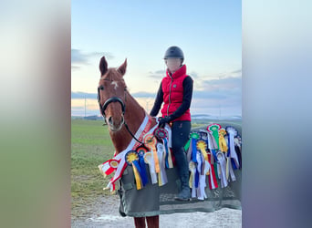 KWPN, Mare, 12 years, 16,1 hh, Chestnut-Red