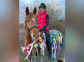 KWPN, Mare, 12 years, 16,1 hh, Chestnut-Red