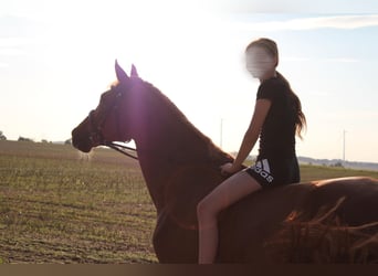 KWPN, Mare, 12 years, 16,1 hh, Chestnut-Red