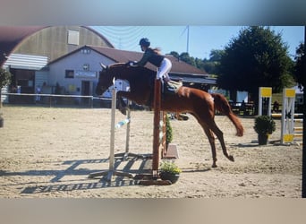 KWPN, Mare, 12 years, 16,1 hh, Chestnut-Red