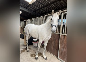 KWPN, Mare, 12 years, 16,1 hh, Gray-Dapple