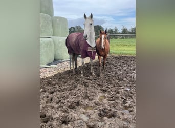 KWPN, Mare, 12 years, 16,1 hh, Gray-Dapple