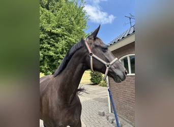 KWPN, Mare, 12 years, 16.2 hh, Black