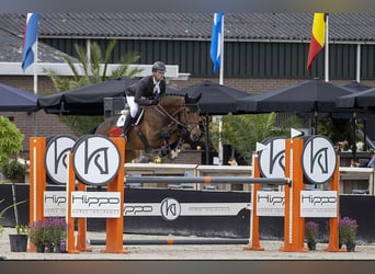 KWPN, Mare, 12 years, 16.2 hh, Brown
