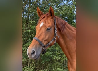 KWPN, Mare, 12 years, 16.2 hh, Chestnut-Red