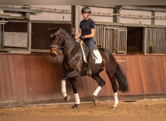 KWPN, Mare, 12 years, 16.2 hh, Smoky-Black
