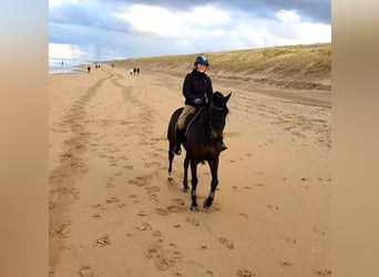 KWPN, Mare, 12 years, 16.2 hh, Smoky-Black