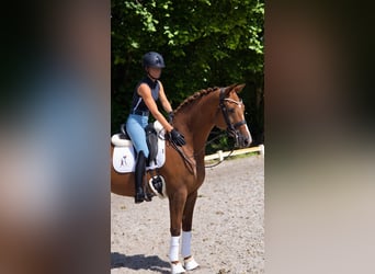 KWPN, Mare, 12 years, 16.3 hh, Chestnut-Red