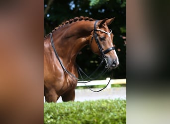 KWPN, Mare, 12 years, 16.3 hh, Chestnut-Red