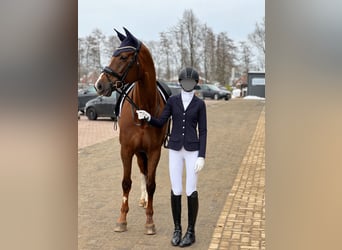 KWPN, Mare, 12 years, 16.3 hh, Chestnut-Red