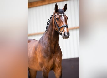 KWPN, Mare, 12 years, 16 hh, Bay-Dark