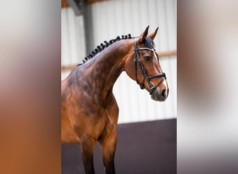 KWPN, Mare, 12 years, 16 hh, Bay-Dark