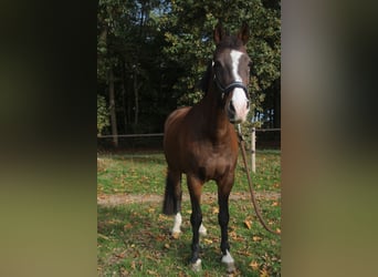 KWPN, Mare, 12 years, 16 hh, Brown