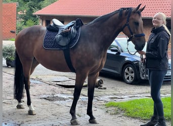 KWPN, Mare, 12 years, 16 hh, Brown