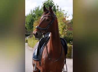 KWPN, Mare, 12 years, 16 hh, Brown-Light