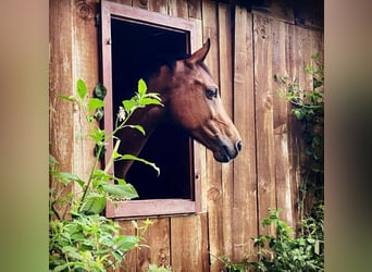 KWPN, Mare, 12 years, 16 hh, Brown