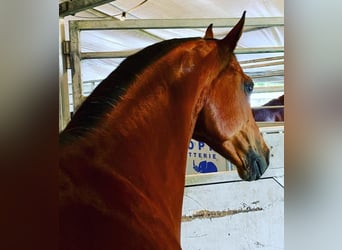 KWPN, Mare, 12 years, 16 hh, Brown