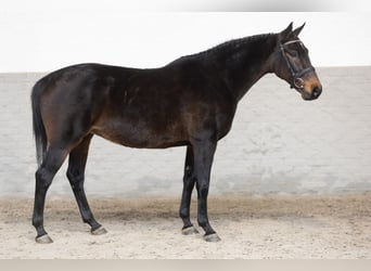 KWPN, Mare, 12 years, 16 hh, Brown