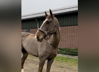 KWPN, Mare, 12 years, 16 hh, Chestnut