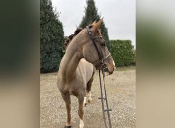 KWPN, Mare, 12 years, 16 hh, Chestnut