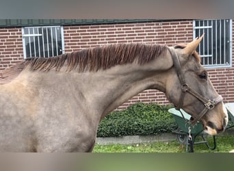 KWPN, Mare, 12 years, 16 hh, Chestnut