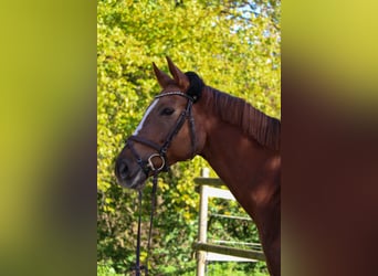 KWPN, Mare, 12 years, 16 hh, Chestnut-Red